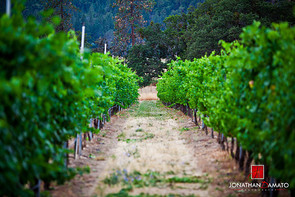 VALLEY VIEW WINERY