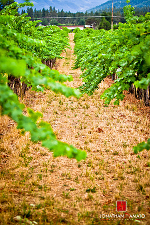 VALLEY VIEW WINERY