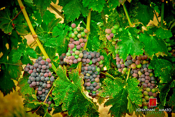 VALLEY VIEW WINERY