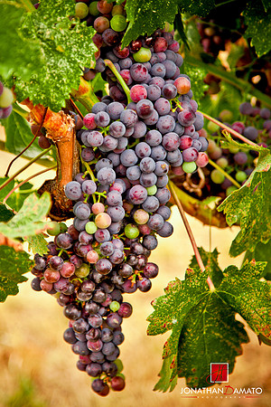 VALLEY VIEW WINERY