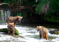 Three Little Bears