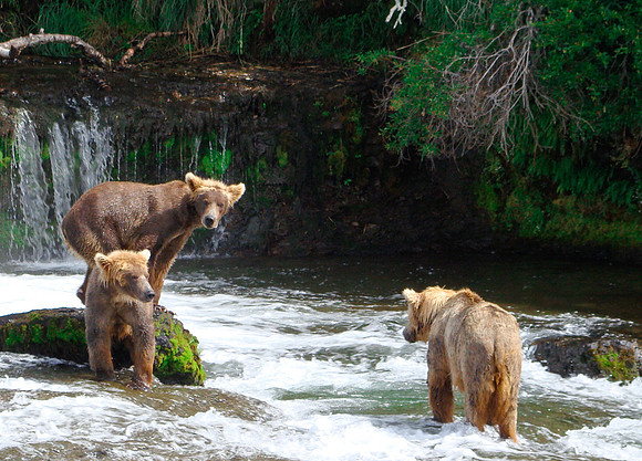 Three Little Bears