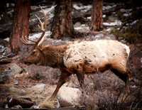 ELK COLORADO ROCKIES