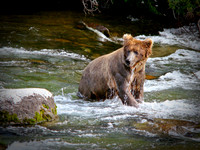 BEARS  ALASKA